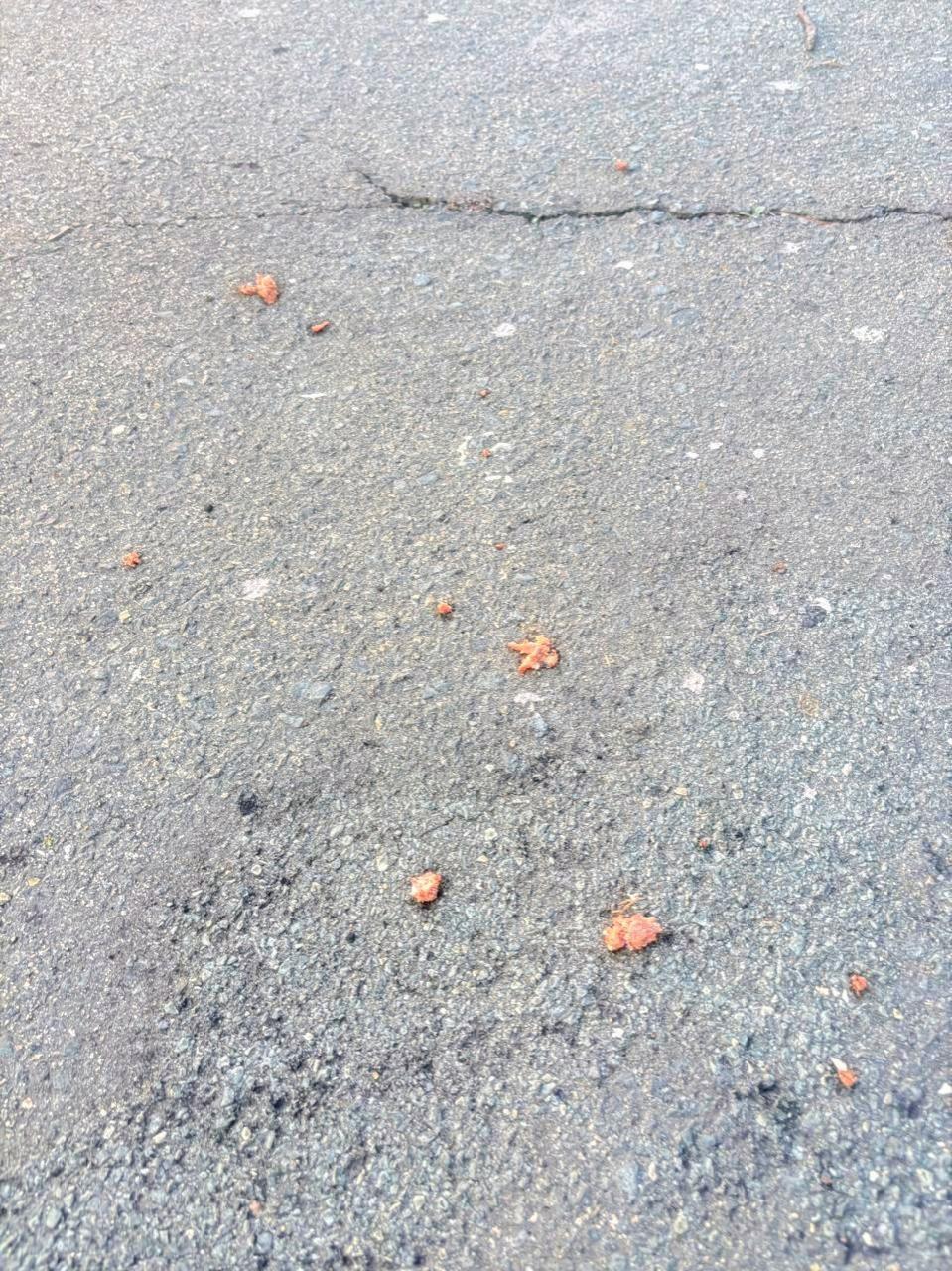 *COMMUNITY ALERT – DOG POISONING*